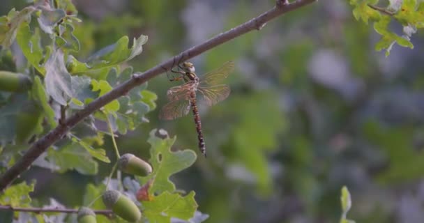 Stock Footage Captures Delicate Beauty Dragonfly Its Wings Glistening Perched — Stock Video