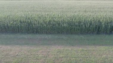 İnsansız hava aracı görüntülerinde, ekinlerin dokularının güzel, doğal bir duvar halısı oluşturduğu geniş bir yeşil ekin tarlası görülüyor. Yeşilin tonları ve yükseklikteki ince farklar