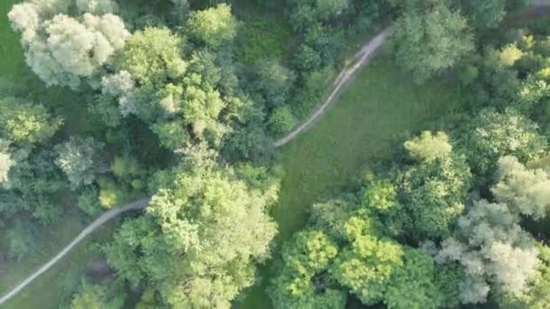 Вид Воздуха Показывает Пышный Навес Деревьев Различных Оттенках Зеленого Извилистой — стоковое видео