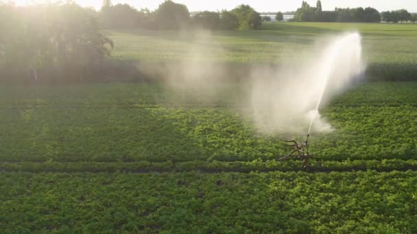 Esta Filmagem Capta Essência Agricultura Moderna Com Sistema Irrigação Automatizado — Vídeo de Stock