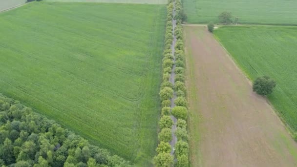 Questo Filmato Drone Cattura Sorprendente Contrasto Tra Lussureggiante Campo Verde — Video Stock