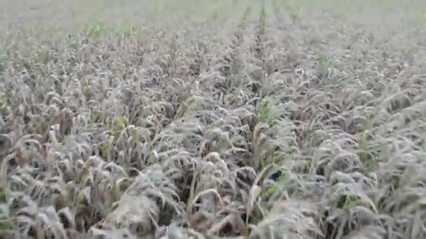 小麦畑のすぐ上にドローンが飛び出し 霜に覆われた小麦の茎の複雑な詳細をキャプチャします 早朝の光がシーンを柔らかくし 作られたテクスチャやパターンを強調 — ストック動画