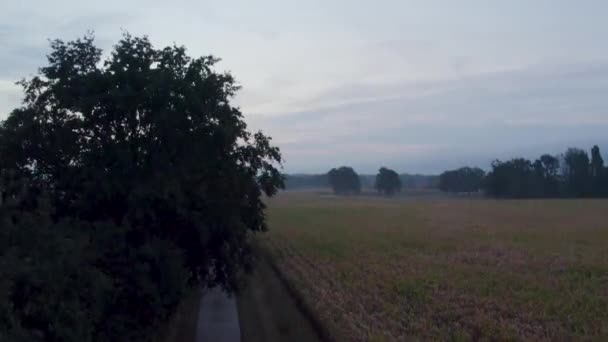 Görüntüsü Sakin Bir Kır Yolunun Şafak Vakti Tarlalarda Dolaştığını Gösteriyor — Stok video