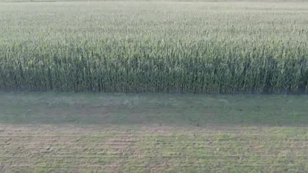 Die Drohnenaufnahmen Zeigen Ein Weitläufiges Grünes Getreidefeld Dessen Texturen Einen — Stockvideo
