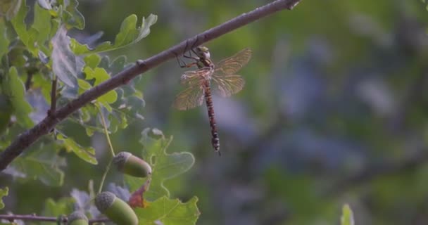 Enchanting Scene Unfolds Stock Footage Evening Light Bathes Dragonfly Warm — Stock Video