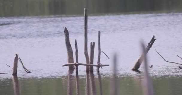 Felelevenítő Felvétel Egy Részben Vízbe Merült Erdő Maradványait Örökíti Meg — Stock videók