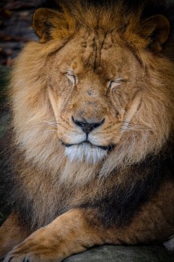 Fotoğraf, dinlenen bir Afrika aslanının görkemli sakinliğini yakalıyor. Gözleri nazikçe kapalı ve sakin bir ifadeyle aslanların yüzü kraliyet sükunetinin bir resmidir. Kalın yelesi, bir