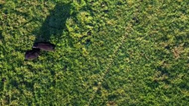 Bu dingin drone görüntüsü canlı yeşil bir alanda otlayan iki yüz karasının bükolik cazibesini yakalıyor. Koyunların dökülen gölgeleri taze otlağa karşı keskin bir şekilde çizilir.