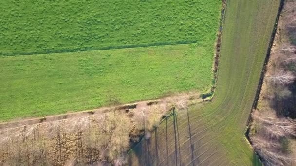 Oszałamiająca Ptasi Wzrok Zieleni Gruntów Rolnych Prezentujących Mozaikę Upraw Naturalnych — Wideo stockowe