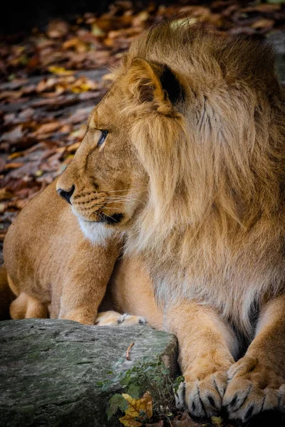 stock image The photograph captures the regal poise of a male lion at rest, his gaze fixed thoughtfully in the distance. He is positioned against a natural backdrop scattered with autumn leaves that echo the