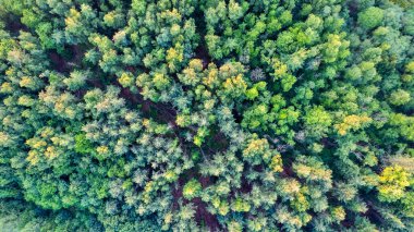 Bu hava görüntüsü, çeşitli yeşil renkler içeren yoğun bir orman tepe örtüsünün detaylı bir görüntüsünü sunuyor. Işık ve gölgenin etkileşimi derinlik kazandırırken, farklı yükseklik ve ağaç türleri
