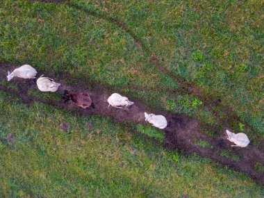 Bir hava manzarası, yemyeşil bir çayırda bir patikayı takip eden inekleri yakalar. Yolun karanlık toprağı ile canlı yeşil otlar arasındaki zıtlık ineklerin yolculuğunu çerçeveler. Bu resim
