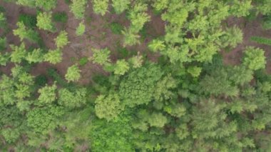 Bu drone görüntüsü yoğun, yeşil bir ormanın kuş bakışı görüntüsünü sağlıyor. Ağaç tepelerindeki karmaşık desenleri ve yemyeşil yeşillikleri gösteriyor. Yeşilin değişik tonları ve yaprakların dokuları.