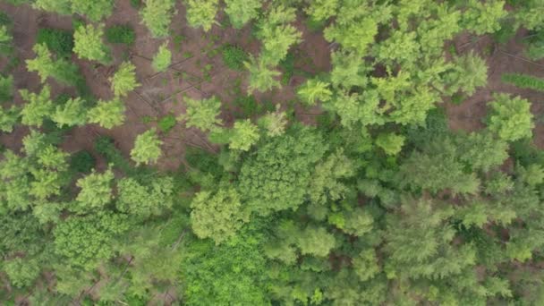 Цей Безпілотний Знімок Надає Вид Пташиний Ліс Демонструє Складні Візерунки — стокове відео
