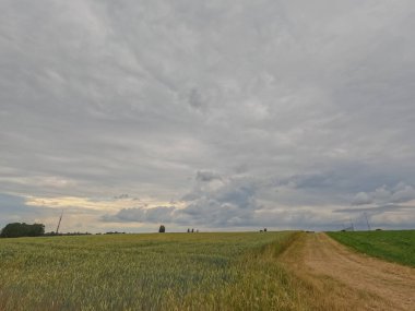 Bu görüntü geniş bir buğday tarlasını kesen toprak bir yolu gösteriyor, geniş bulutlu bir gökyüzünün altında uzak bir ufka doğru gidiyor. Buğday, olgunluğun ilk belirtileriyle karıncalanır, fısıldar...