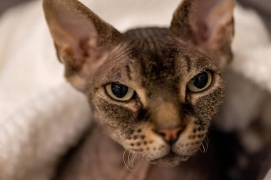 Bu görüntü Sfenks kedisinin görkemli özünü yakalar. Kılsız sofistiketiyle ve delici bakışlarıyla ünlü bir cins. Kedilerin gözleri bilge ve bilgili bir bakışla dolu.