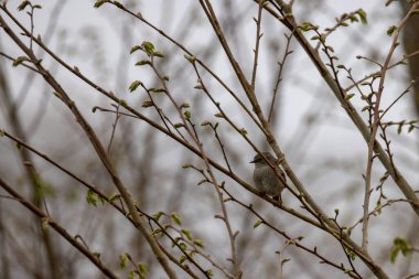 Bu resim ilkbaharın erken dönemlerinin özünü bir ağacın tomurcuklanan dallarının arasına tünemiş yalnız bir kuşla özetliyor. Yaygın bir ev serçesi olan Passer domesticus, bir odak noktası sağlar.