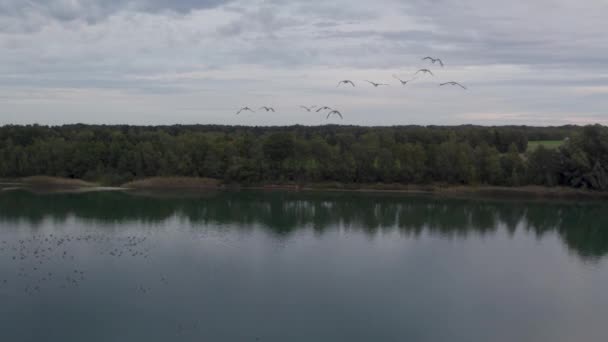 このセリーン ドローンの映像は 移民の真ん中の鳥の群れを捉え 密集した森に囲まれた穏やかな湖のガラス張りの表面の上に優雅に浸ります 水の上の木々の反射 — ストック動画