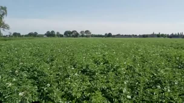 このストック映像は 広大な農業分野を一望する農村活力の本質を捉えています 作物の緑豊かな緑は 澄んだ青い空とは著しく対照的です — ストック動画