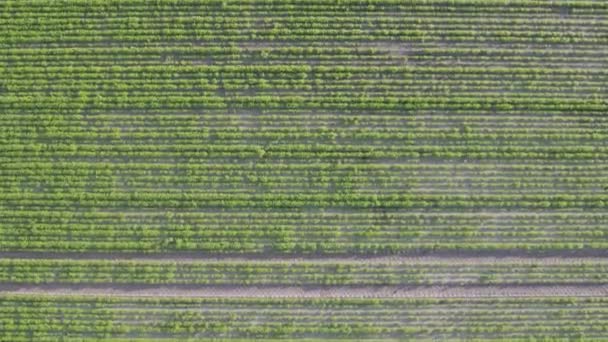这个鱼群镜头的特点是对有纹理的作物田进行抽象的空中观察 强调农业做法所造成的复杂模式 茂密的庄稼成了天然的挂毯 — 图库视频影像