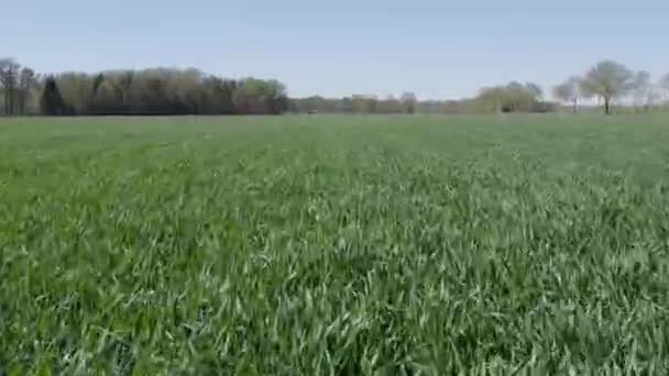 这段录像展示了春天一片广阔农田的茂盛 生机勃勃的生长 无人机在低空滑行 掠过新鲜的绿地 绿地轻轻摇曳着 — 图库视频影像
