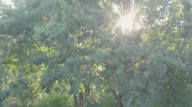 Bu stok görüntüler, güneşin öptüğü yeşillikler üzerinde ışığın ve gölgenin karmaşık dansını gösteren, bir ormanın özel bir hava keşfi sağlıyor. Yakından bakınca zengin dokular ortaya çıkıyor.