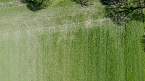这个鱼群的镜头提供了一个鸟瞰的丰富的纹理和绿色农田的模式 无人机捕捉到了田野中茂盛的绿叶 形成了一块农田的挂毯 — 图库视频影像