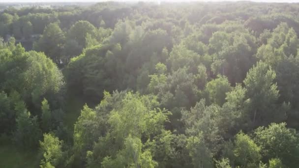 Кадры Показывают Яркий Зеленый Навес Густого Леса Купающегося Мягком Золотом — стоковое видео