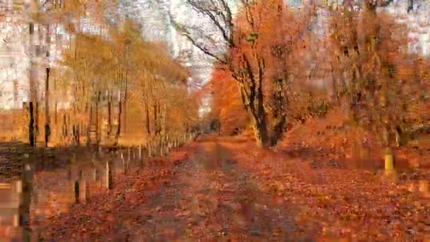 秋の暖かい色合いに並ぶ森林の道をスピードアップしたこの時間のワープ映像で 秋の秋の秋の秋の急流に乗り出します 速く動く視点は視聴者として動きのスリリングな感覚を与えます — ストック動画