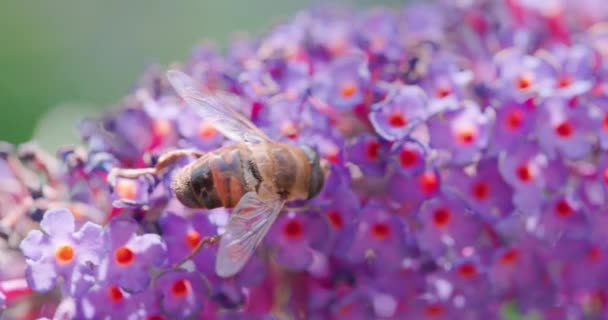 클로즈업 비디오는 열심히 일하는 꿀벌과 수분을 공급하는 활기찬 보라색 사이의 — 비디오