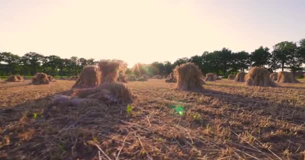 Captivating Stock Footage Showcases Rustic Beauty Stooked Hay Bales Basking — Stock Video
