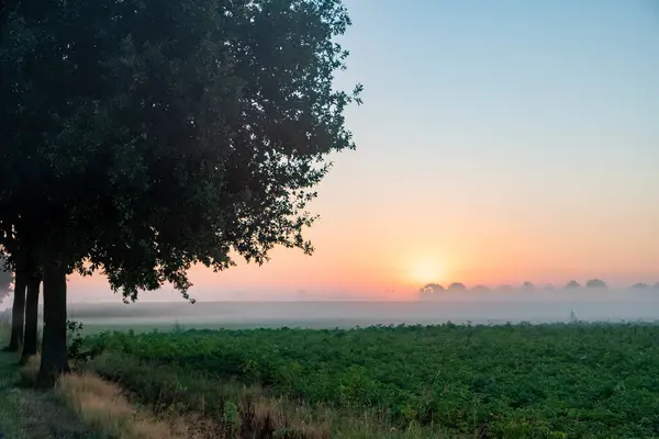 The image presents a peaceful morning scene with soft dawn light filtering through the branches of a row of trees. The foreground is a natural, lush green field, leading to a mist-covered landscape