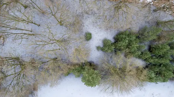 This aerial view captures the serene beauty of a wintery forested area partially covered with snow. The image shows a delicate blend of leafless trees and evergreens, their branches dusted with snow