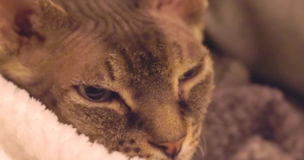 Samimi Yakın Çekim Evcil Bir Kedinin Sakin Düşünceli Ifadesini Yakalar — Stok video