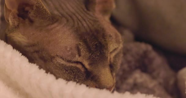 この親密な映像は 休憩の瞬間を楽しむ瞑想的な猫のクローズアップをキャプチャします 猫は毛皮の質感と思慮深い視線を詳細にし 静けさと快適さの感覚を伝えます のために完成して下さい — ストック動画