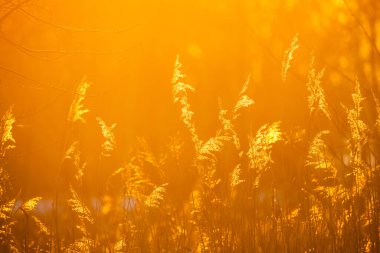 Görüntü, çayırların arasından süzülen altın saat güneş ışığının büyüleyici etkisini yakalar. Işık ince bıçaklar ve tüylü tohum başlarının arasından yayılır ve yumuşak bir tohum oluşturur.