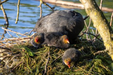 The image depicts an intimate family moment of the Eurasian Coot, known as Fulica atra, with its young chicks in a natural water setting. The adult coot, with its characteristic black plumage and clipart