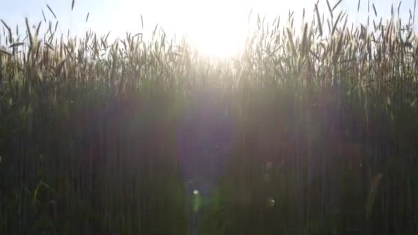 Tento Klidný Záběr Představuje Krásný Východ Slunce Nad Pšeničným Polem — Stock video