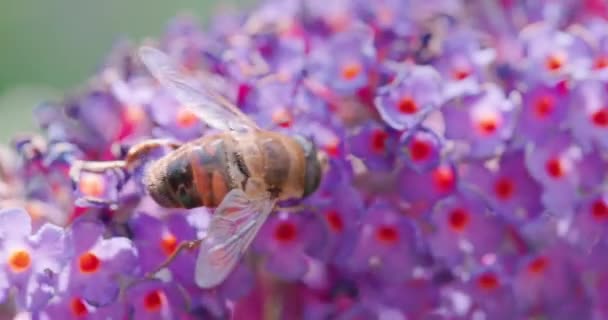 このクローズアップストック映像は 活気に満ちた紫色の花の集団を希釈するため ハニービーの繊細なダンスをキャプチャします 蜂と花の複雑な詳細は — ストック動画