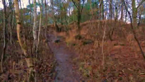 Видео Предлагает Путешествие Лесной Тропе Окруженной Теплыми Осенними Оттенками Камера — стоковое видео