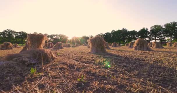 这个宁静的画面捕捉到了农村生活的本质 传统的弯腰草包散落在一片收获的田野里 夕阳给风景投上了金色的色彩 — 图库视频影像