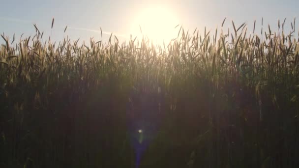 Кадры Показывают Спокойную Красоту Восхода Солнца Над Золотым Пшеничным Полем — стоковое видео