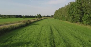 Kırsal kesimde süzülen bu dron görüntüsü, sık bir orman hattının yanındaki geniş bir alanın yemyeşil yeşilliğini yakalıyor. Düzgünce kırpılmış alanın ve vahşiliğin zıt dokuları.