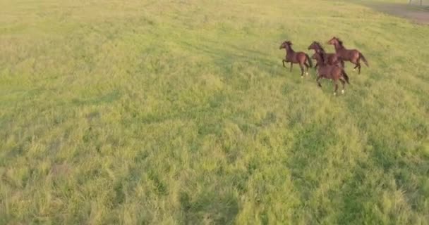 この絶妙な映像は 彼らが夕暮れの評判の高い平原を自由に歩き回るように 栗の馬の群れをキャプチャします 設定太陽の穏やかな色合いは シーンに柔らかい光を投げ 強化する — ストック動画