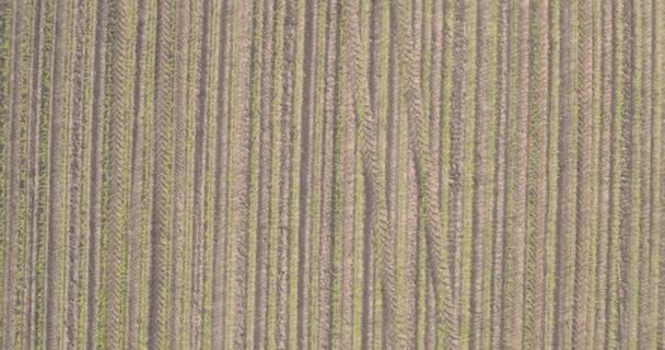 この無人機の映像は農地の作物のローの幾何学的な精度を示しています 地球と新たに生まれた緑の交互の線は自然を創造する — ストック動画