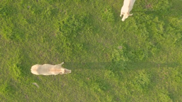 Detta Lugna Flygfoto Fångar Två Kor Som Vilar Och Betar — Stockvideo