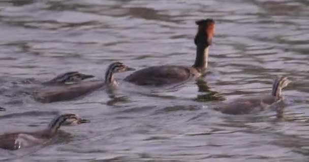 この魅力的な映像では 穏やかな湖の向こうに優雅に水鳥のパドルの家族 活発な親は その子孫がラインに密接に従って道をリードし 絵のようなシーンを作成します — ストック動画