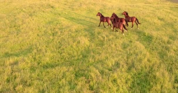 Захватывающая Замедленная Съемка Запечатлевает Группу Величественных Лошадей Свободно Скачущих Полю — стоковое видео