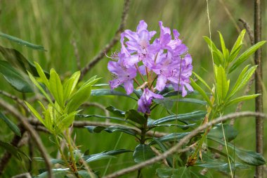 Bu görüntü doğanın esnekliğinin bir kutlamasıdır. Vahşi orman çiçeklerinin narin güzelliklerini tam çiçek açarak yakalar. Canlı mor çiçekler yemyeşil bir arka planda göze çarpar.