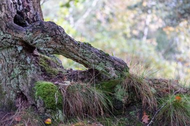 Bu görüntü, izleyicileri büyülü bir ormanın kalbine davet ediyor. Eski bir ağaç gövdeye uzanır. Ağaçların kabuğu yeşil yosun ve yosundan bir duvar halısıdır.